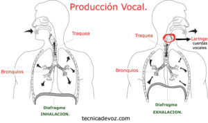 produccion vocal anatomia